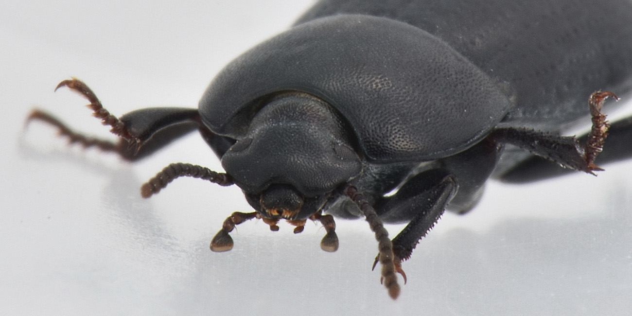 Tenebrionidae: Tutti Pedinus meridianus?  S, maschi e femmine